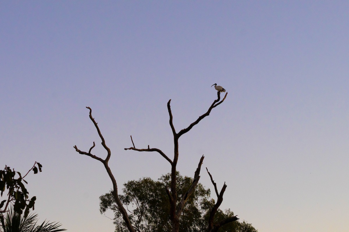 Australian Ibis - ML619926988