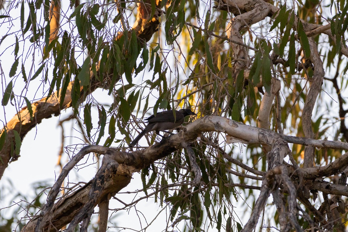 Helmeted Friarbird - ML619926989