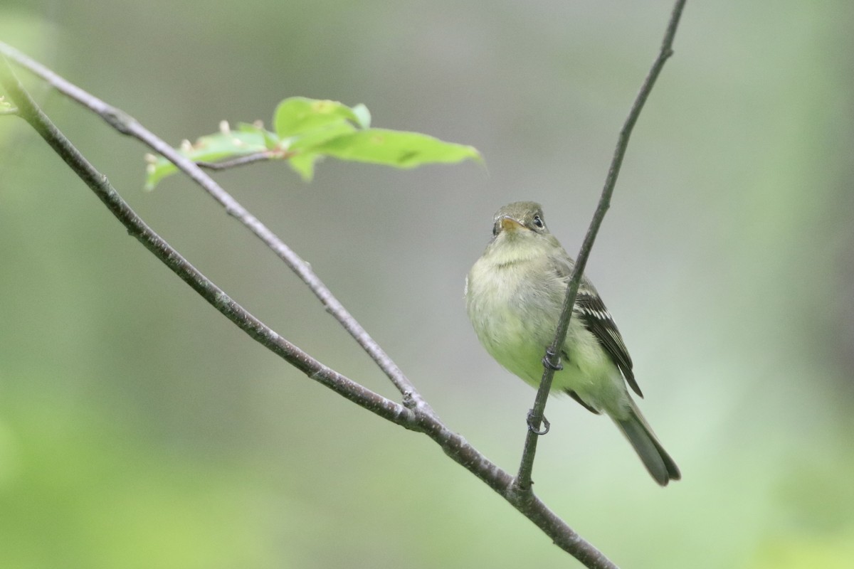 Yellow-bellied Flycatcher - ML619926995