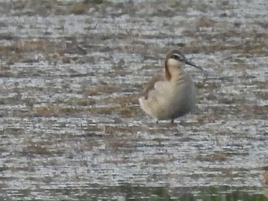 Wilson's Phalarope - ML619927003