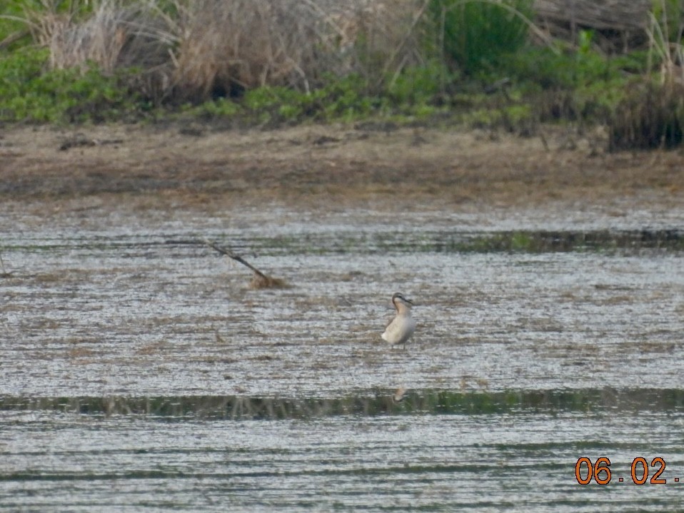 Wilson's Phalarope - ML619927004