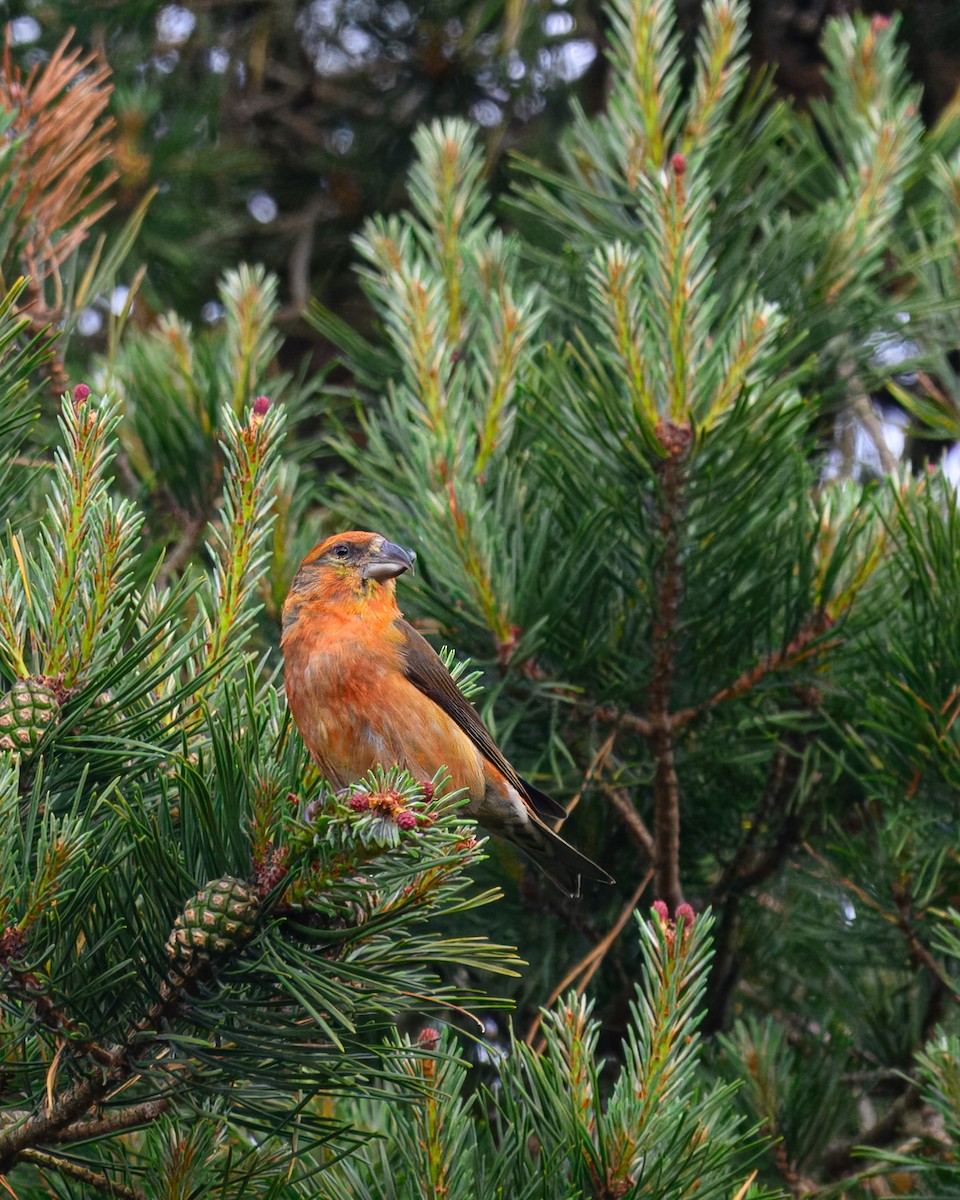 Red Crossbill - ML619927005