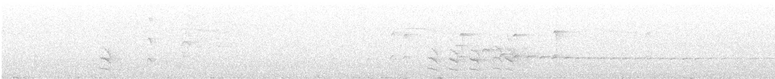 hvitnakkehonningeter - ML619927006