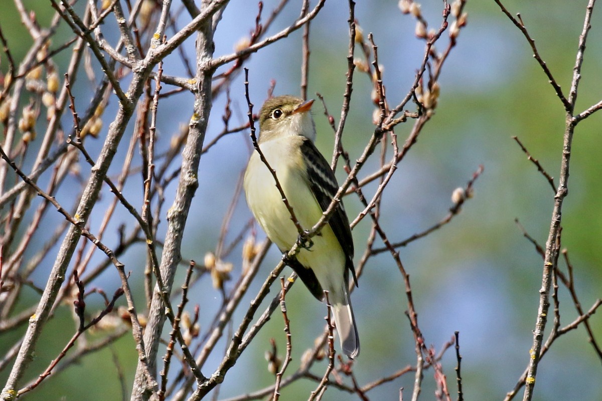 Alder Flycatcher - Dick Dionne