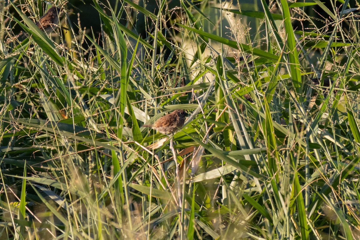 Scaly-breasted Munia - Mitchell Heide
