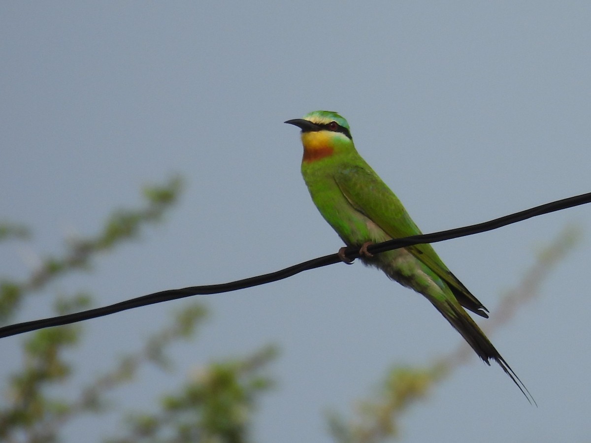 Blue-cheeked Bee-eater - ML619927038