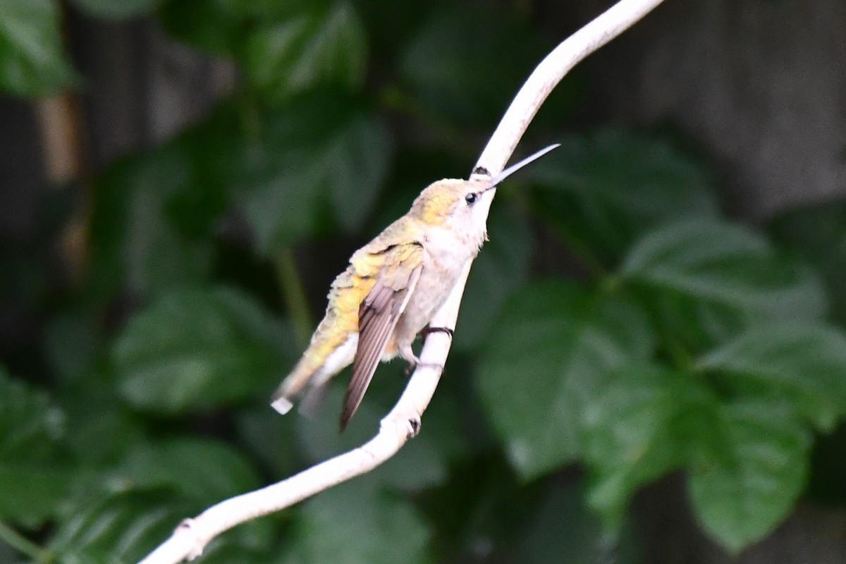 Black-chinned Hummingbird - ML619927044