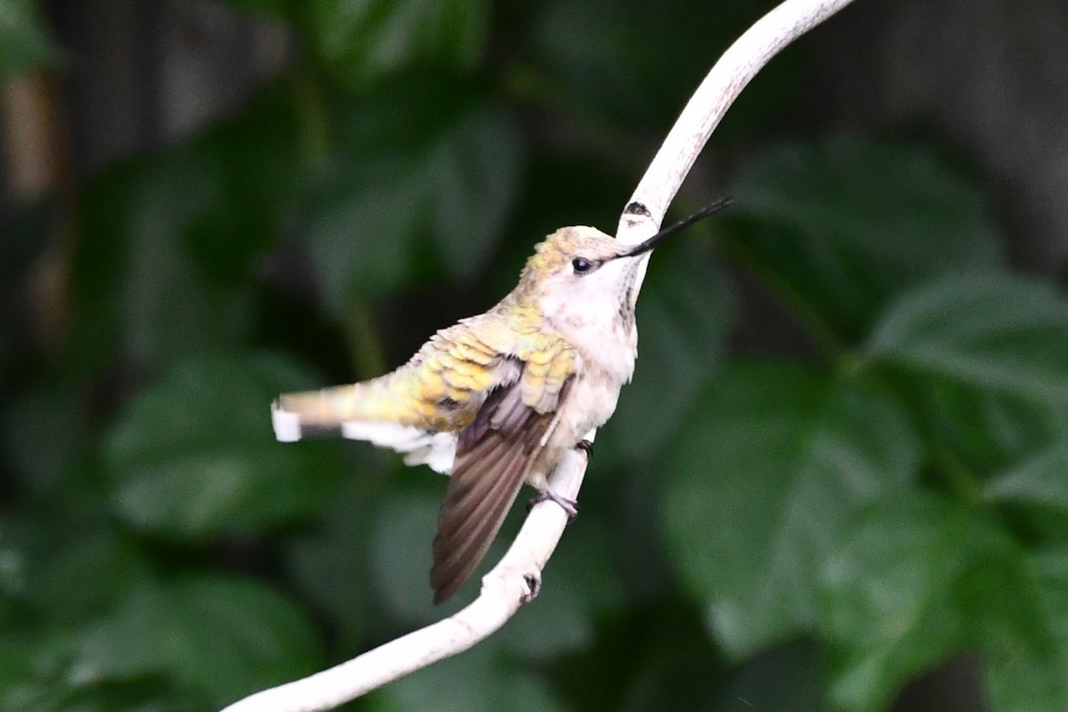 Black-chinned Hummingbird - ML619927045