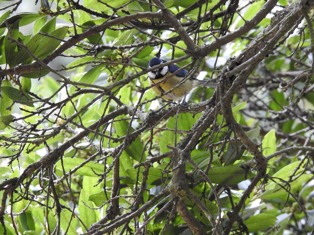 Mésange nord-africaine - ML619927058