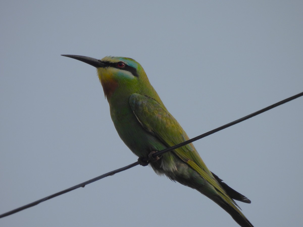 Blue-cheeked Bee-eater - ML619927067
