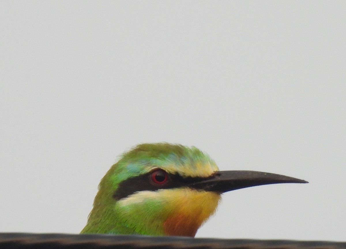 Blue-cheeked Bee-eater - ML619927070