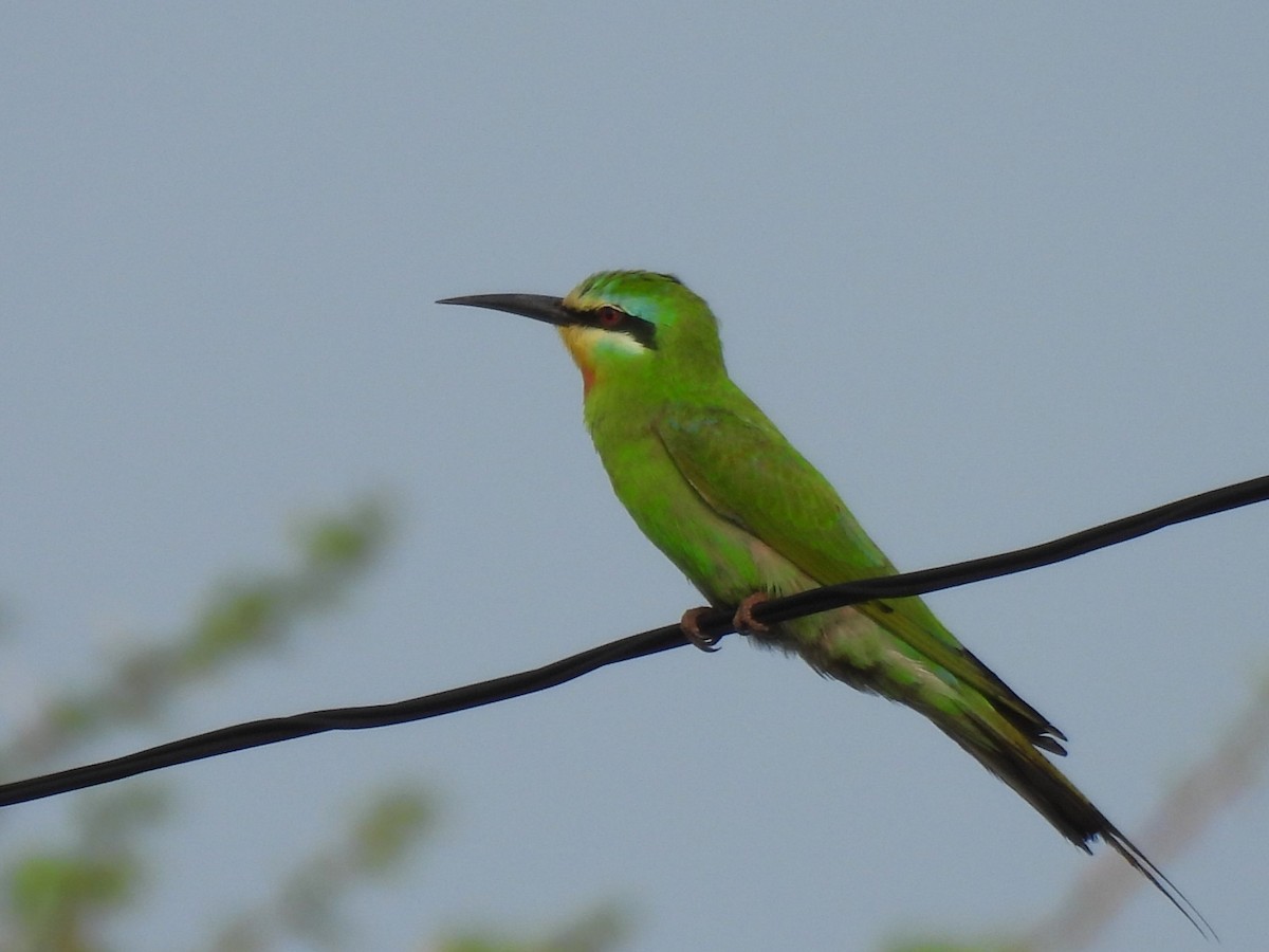 Blue-cheeked Bee-eater - ML619927075