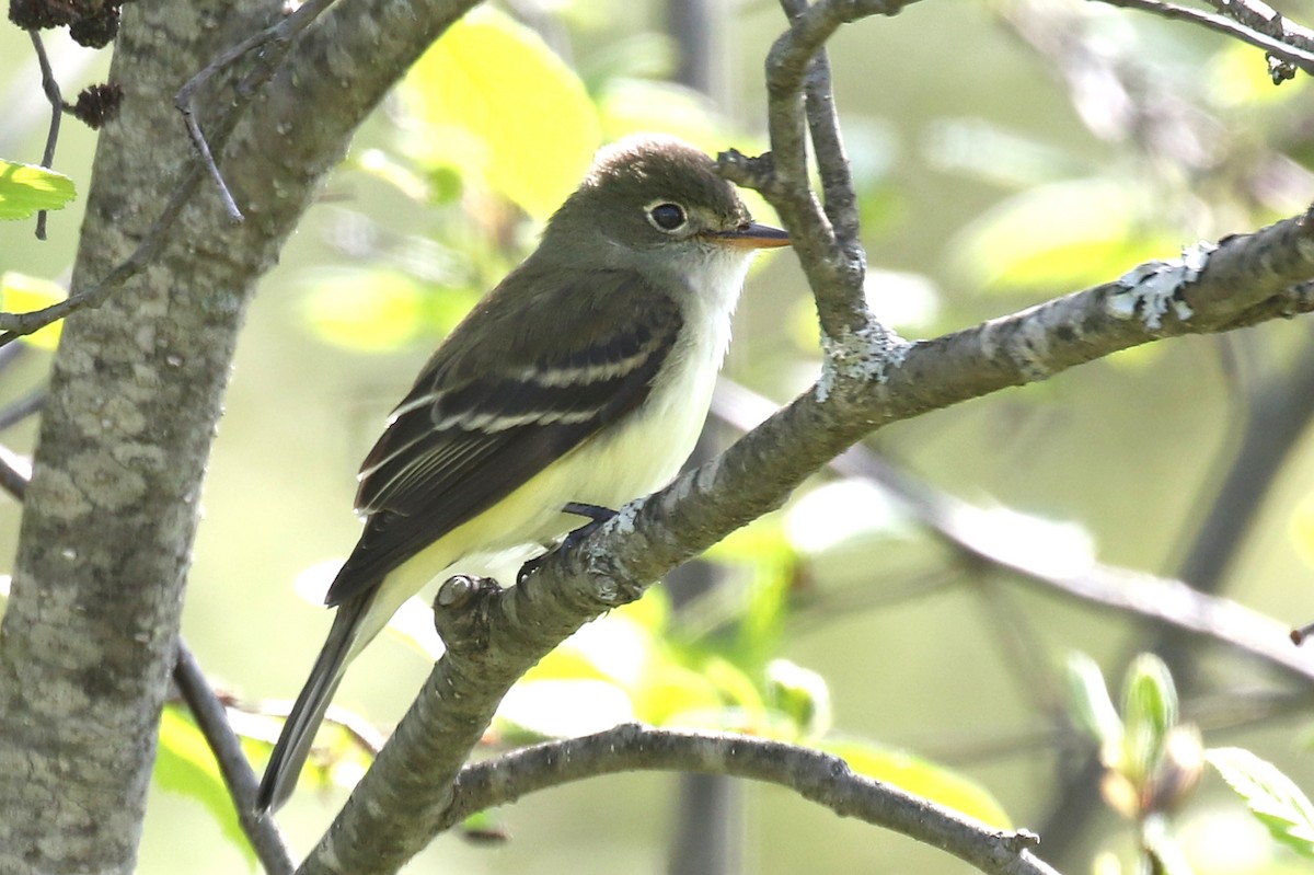 Least Flycatcher - ML619927096