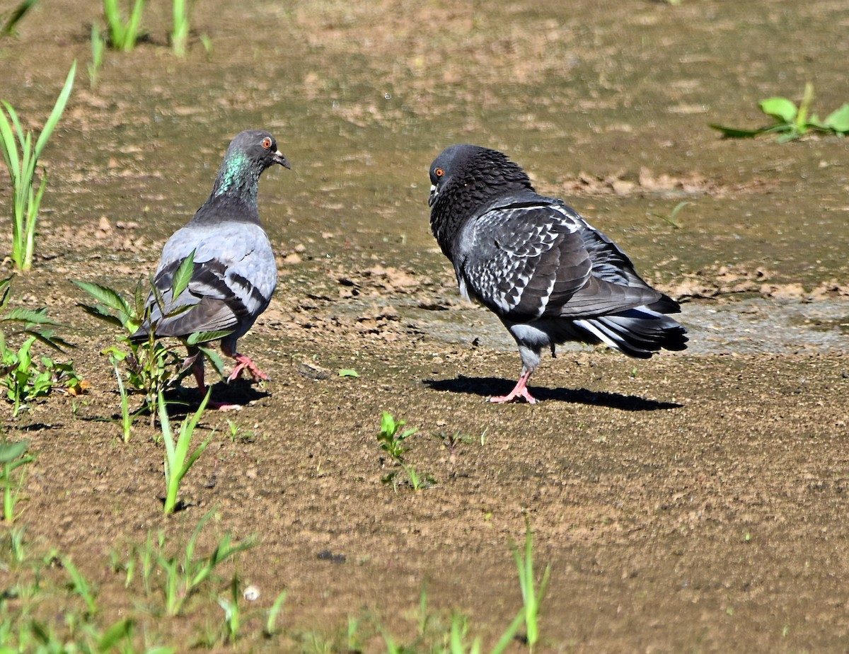 Rock Pigeon (Feral Pigeon) - ML619927098