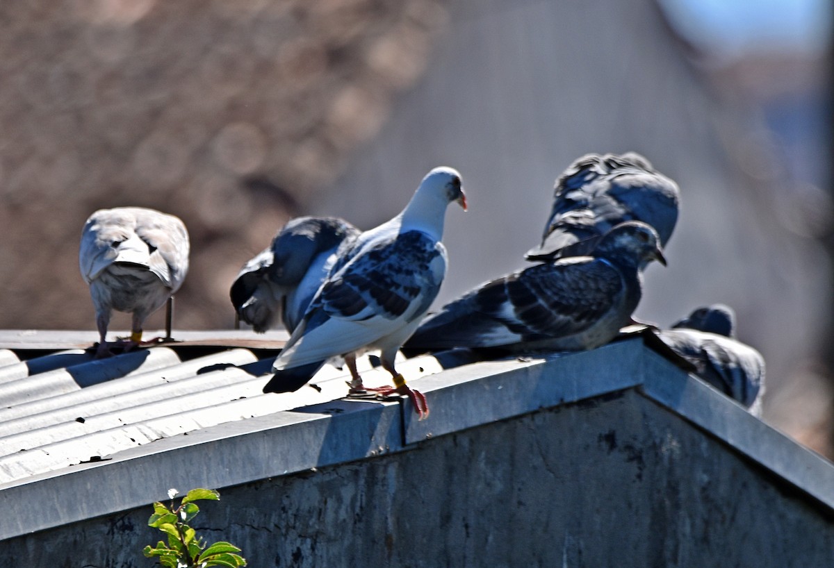 Rock Pigeon (Feral Pigeon) - ML619927099