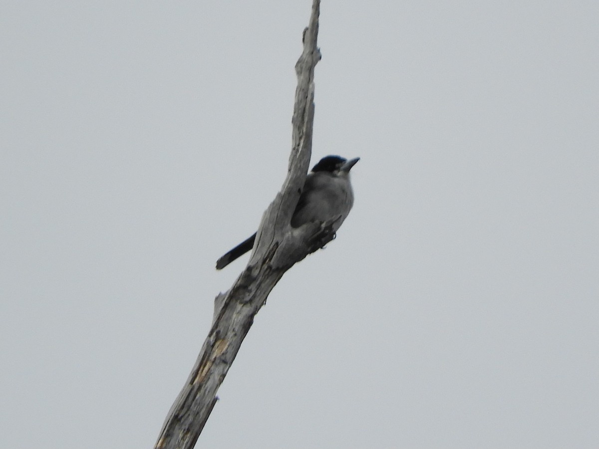 Gray Butcherbird - ML619927126