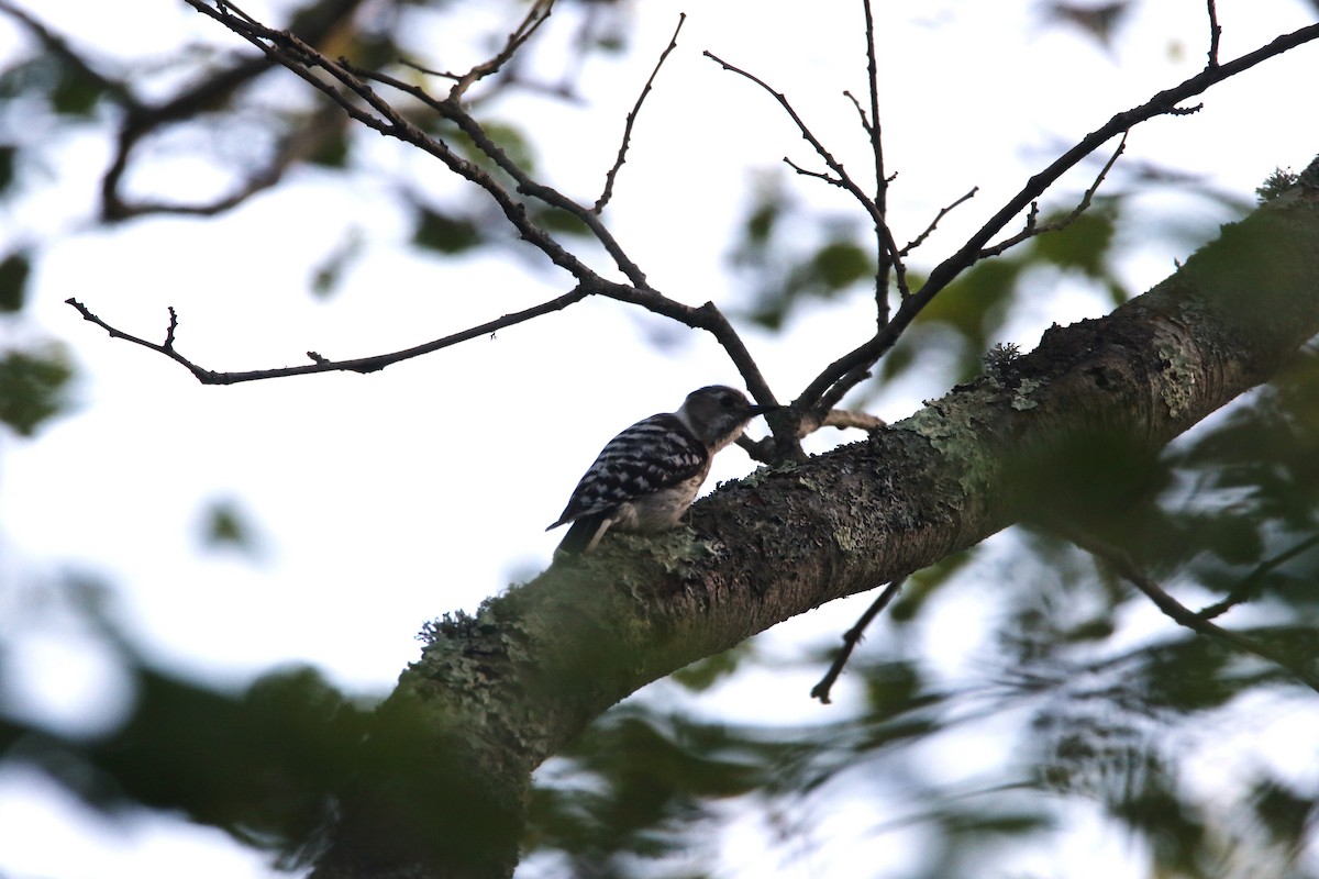 Japanese Pygmy Woodpecker - ML619927145