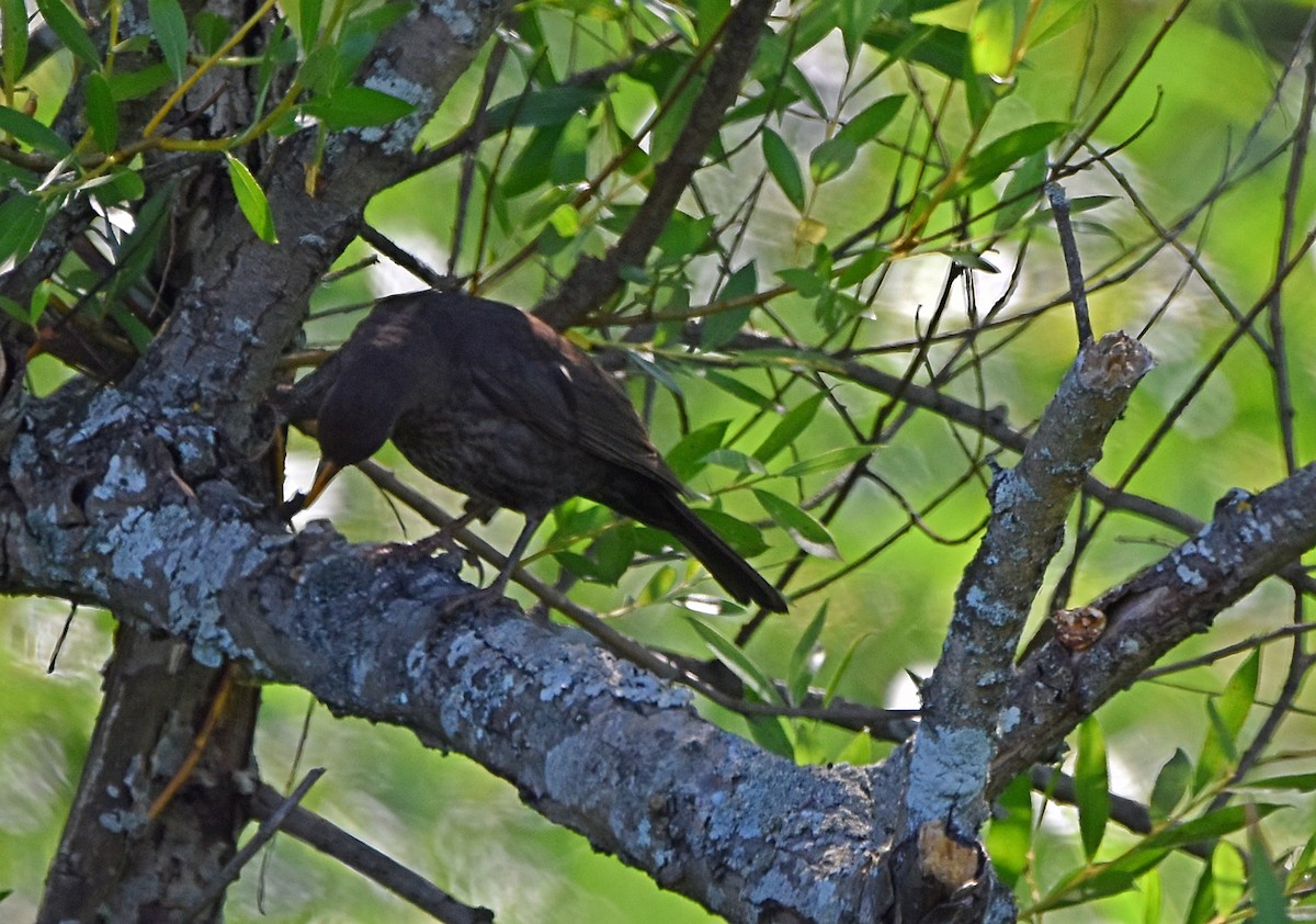 Eurasian Blackbird - ML619927151