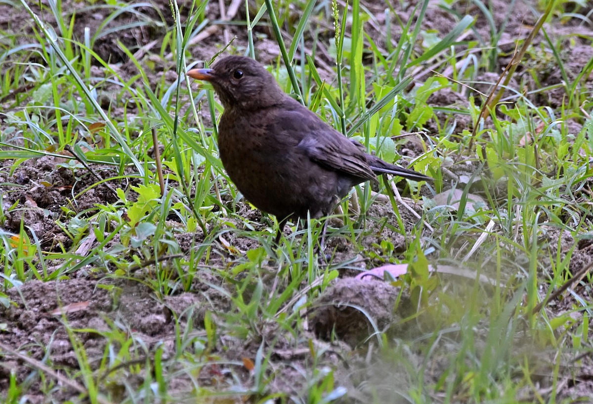 Eurasian Blackbird - ML619927153