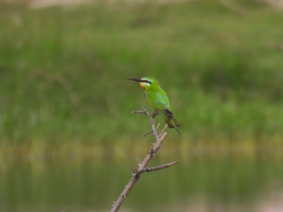 Blue-cheeked Bee-eater - ML619927159