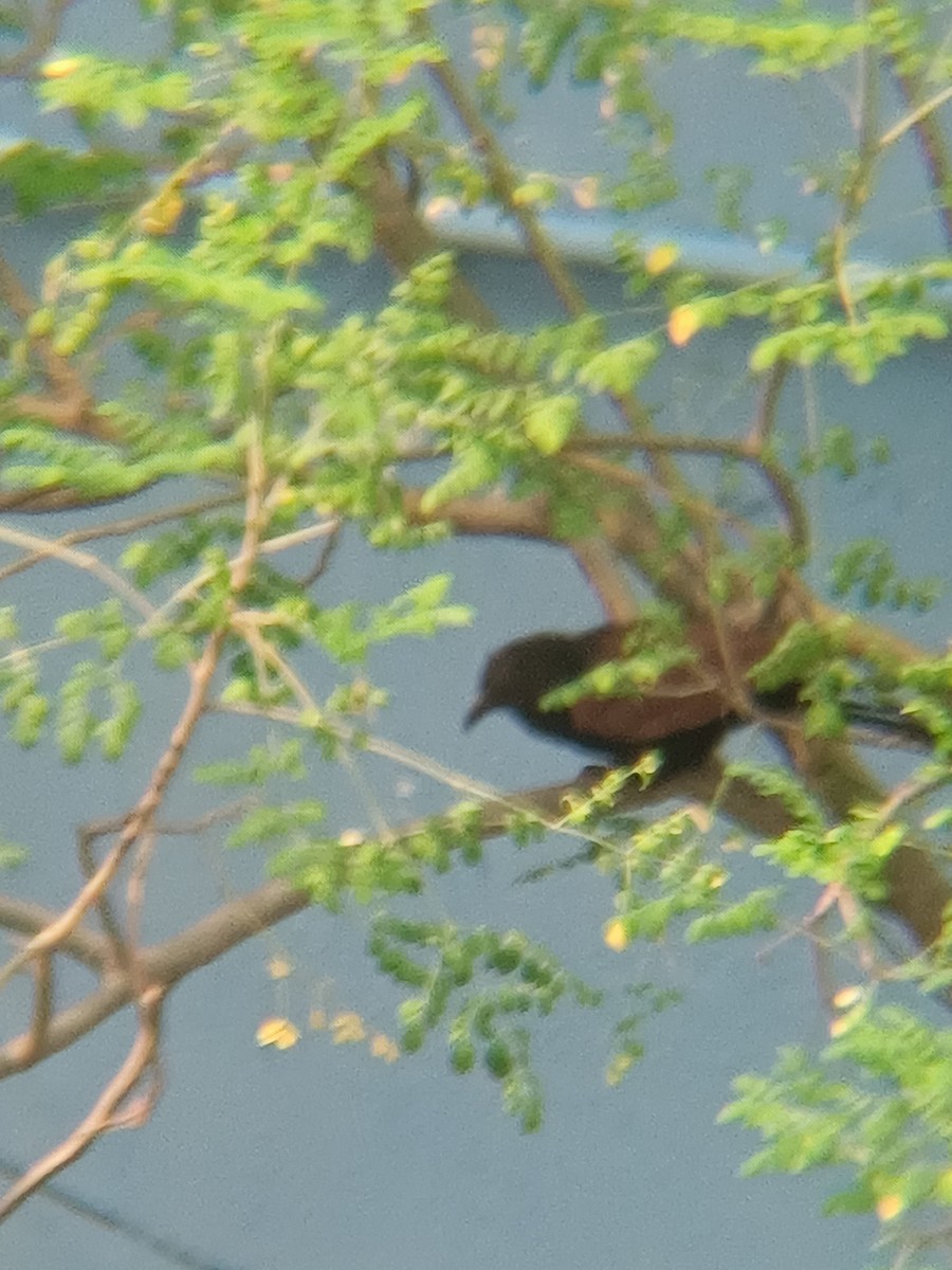 Greater Coucal - ML619927166