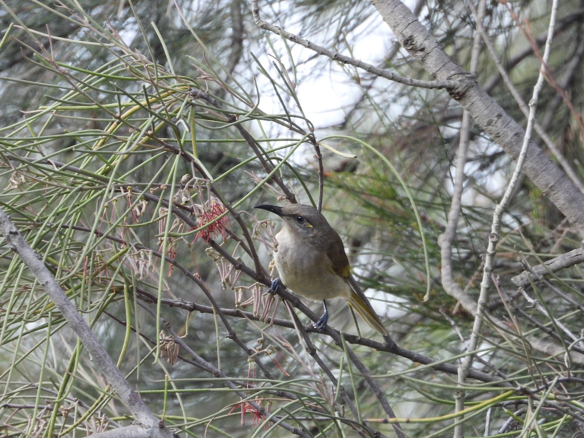 Brown Honeyeater - ML619927174