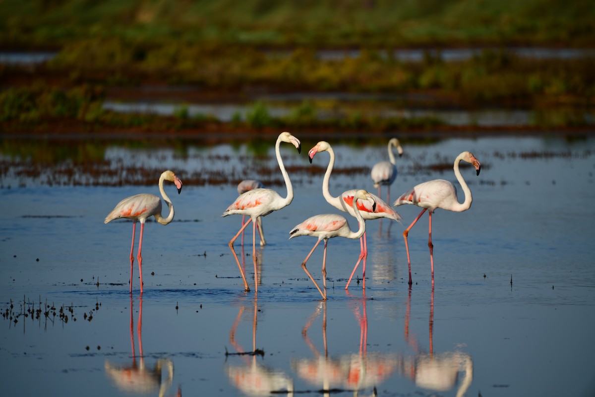 Greater Flamingo - ML619927234