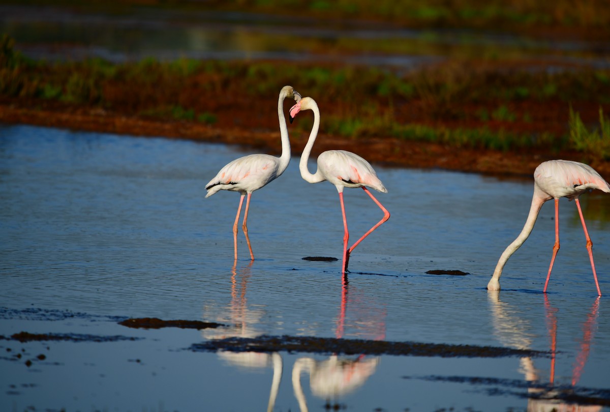 Greater Flamingo - ML619927241