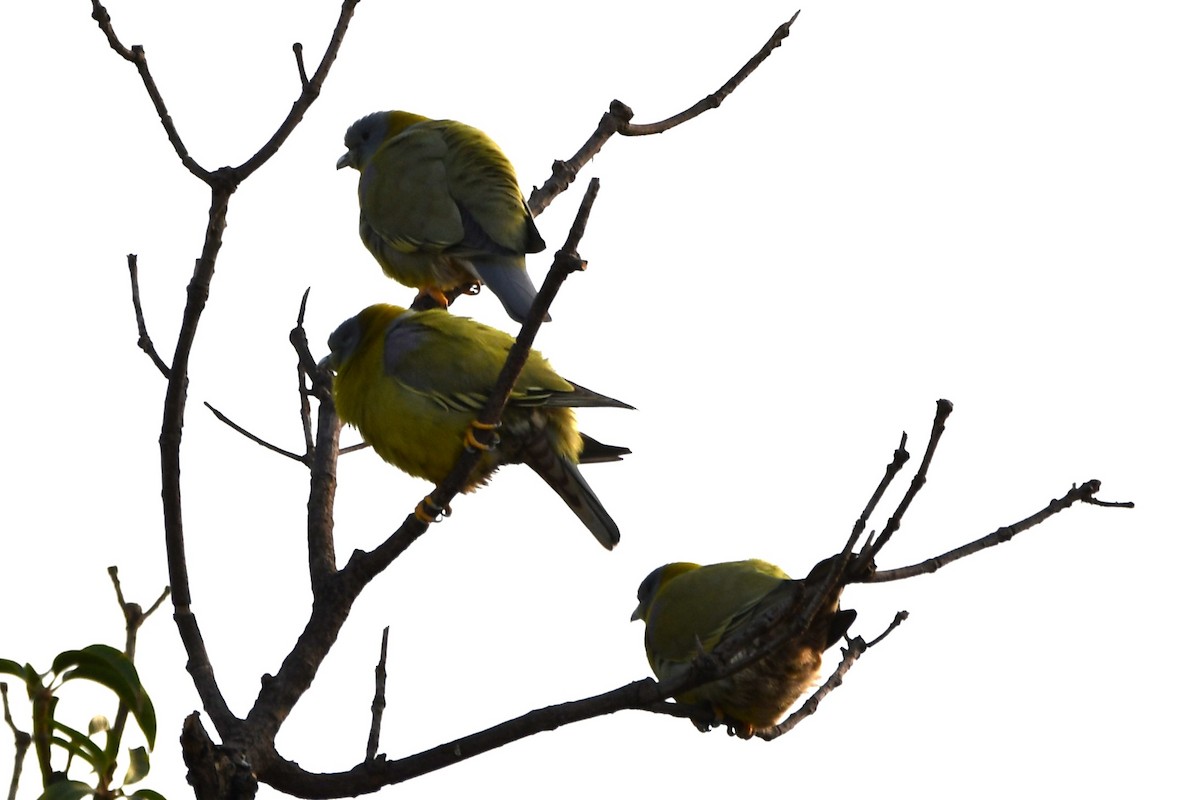 Yellow-footed Green-Pigeon - ML619927260