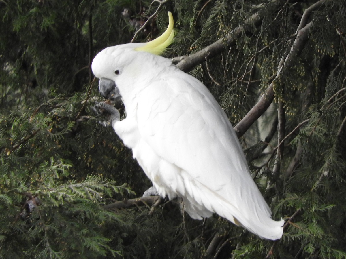 Sulphur-crested Cockatoo - ML619927282