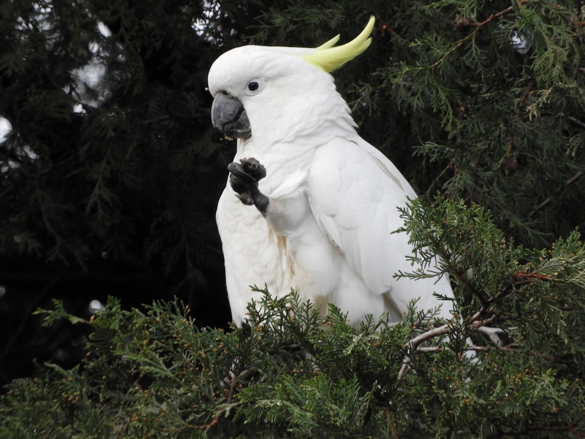 Sulphur-crested Cockatoo - ML619927288