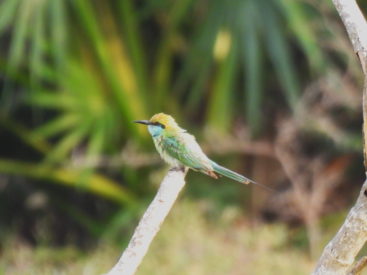 Asian Green Bee-eater - ML619927295