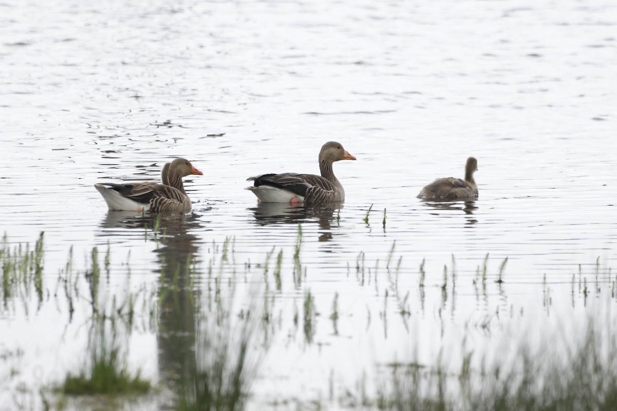 Graylag Goose - Gareth Bowes