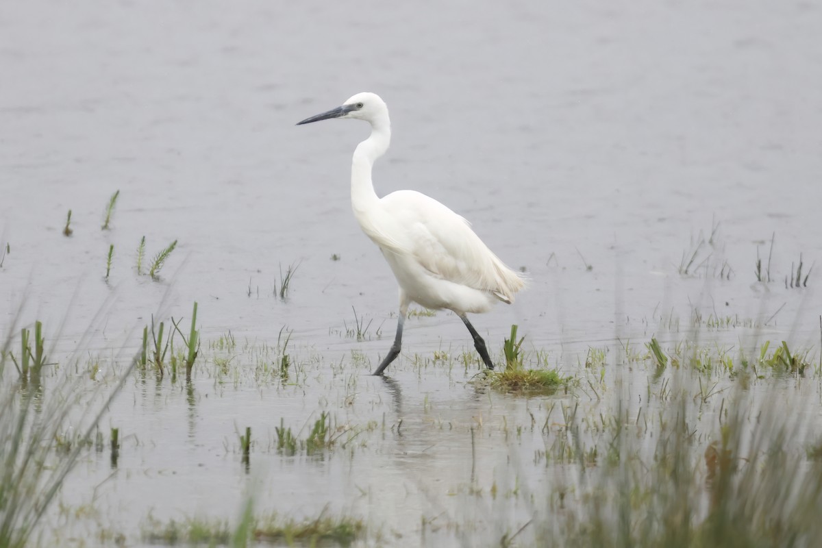 Little Egret - ML619927330