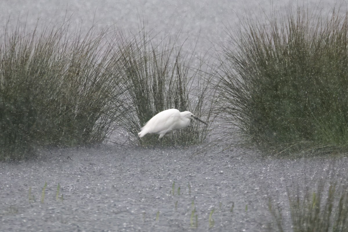 Little Egret - ML619927331