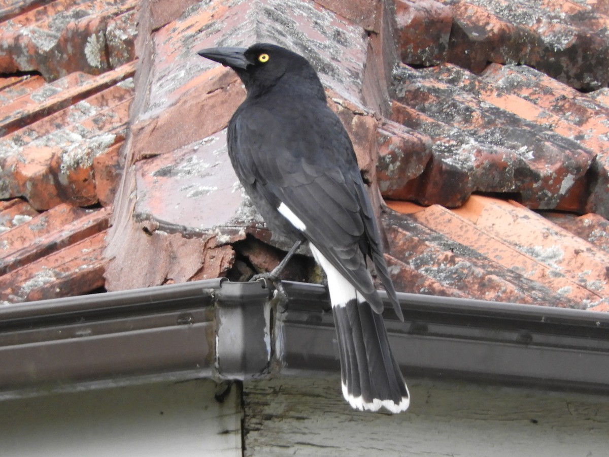 Pied Currawong - ML619927348
