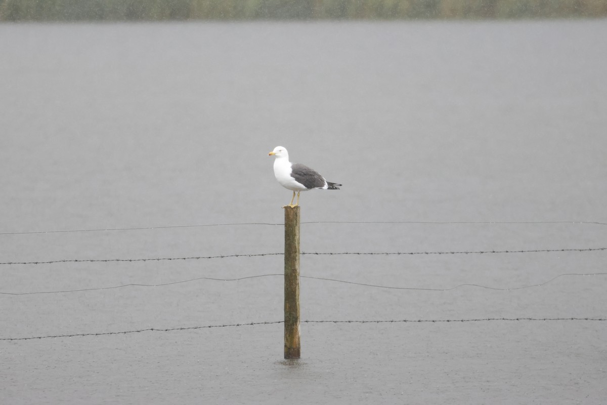 Lesser Black-backed Gull - ML619927352