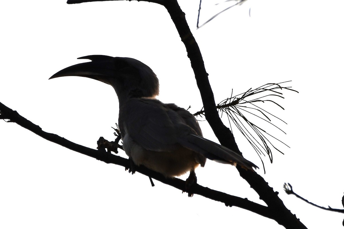 Indian Gray Hornbill - ML619927355