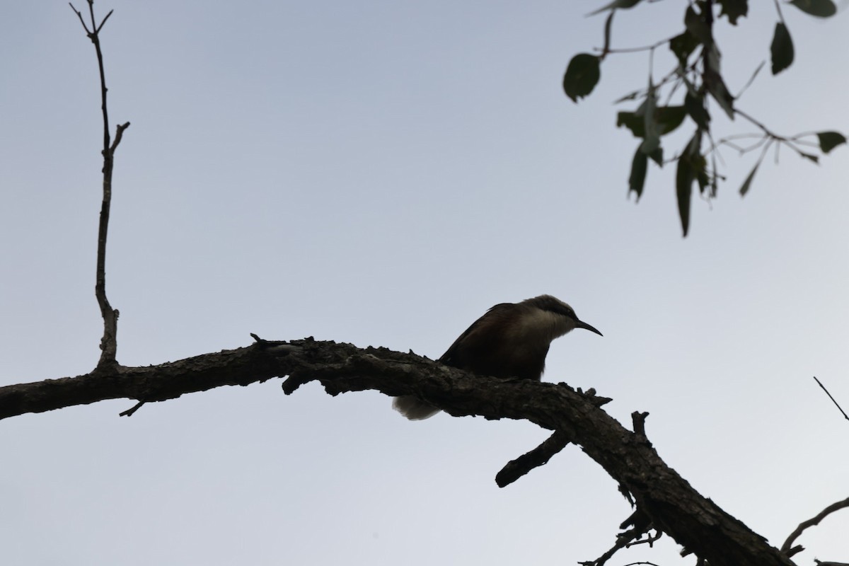 Gray-crowned Babbler - ML619927361