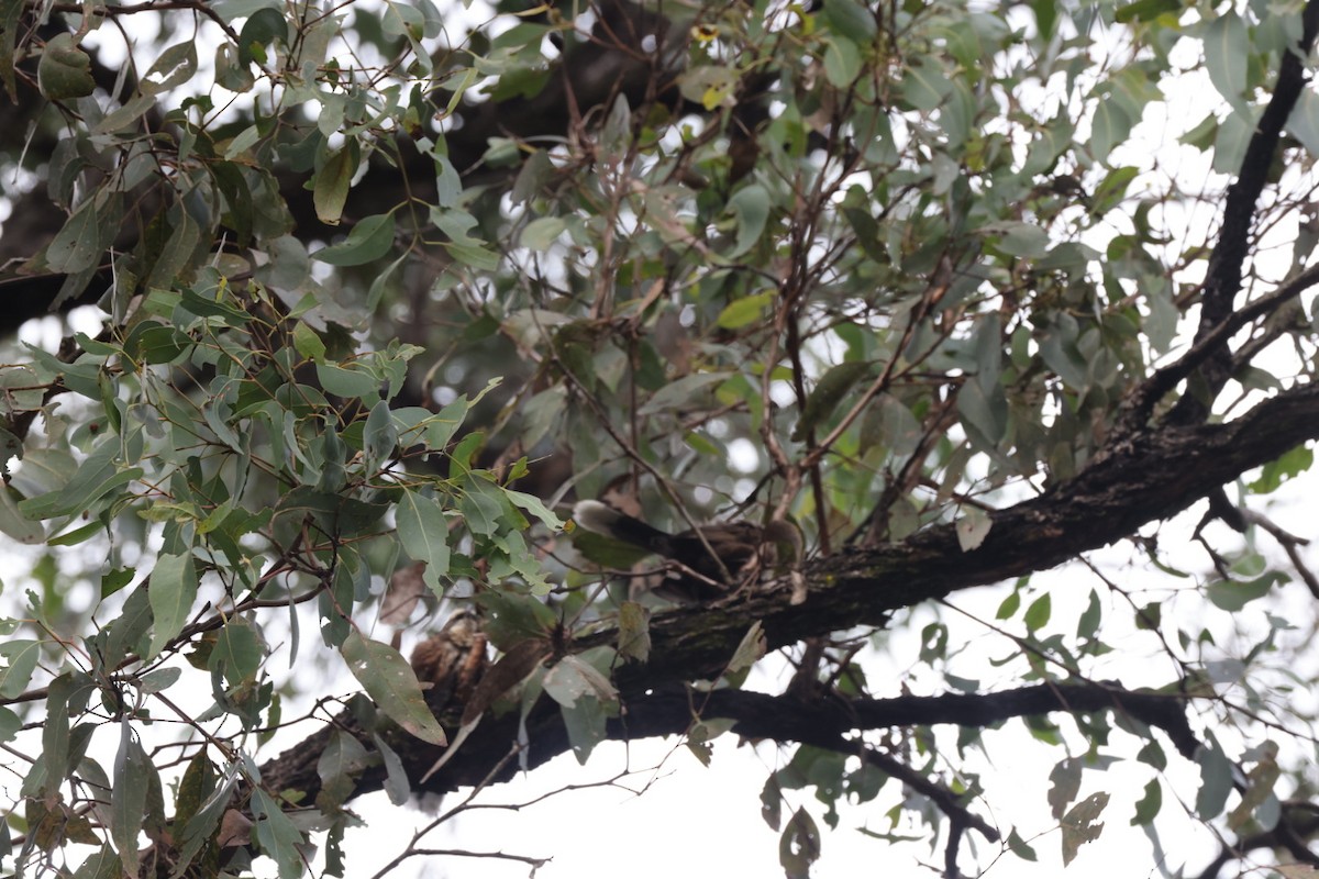 Gray-crowned Babbler - ML619927362