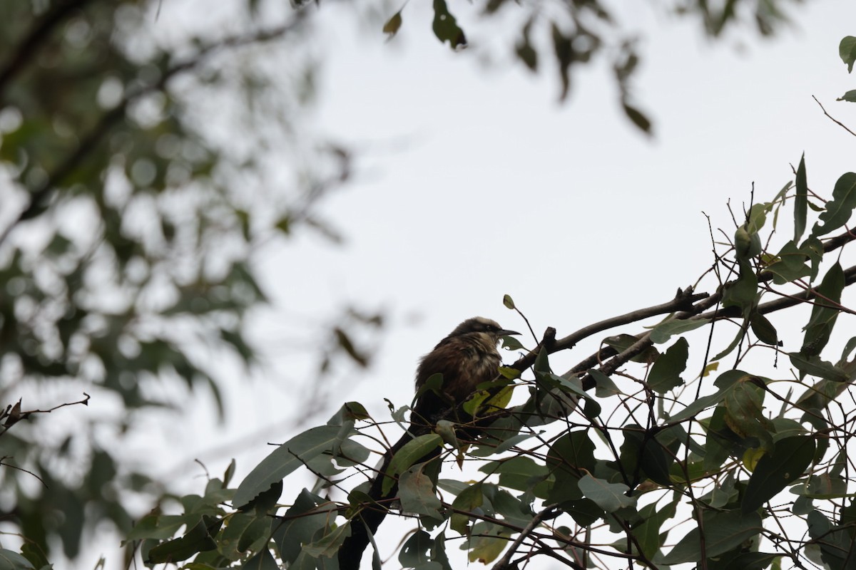 Gray-crowned Babbler - ML619927363