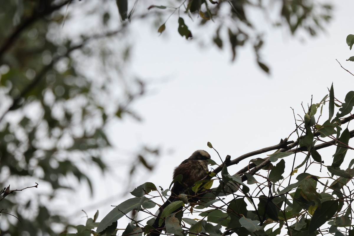 Gray-crowned Babbler - ML619927364