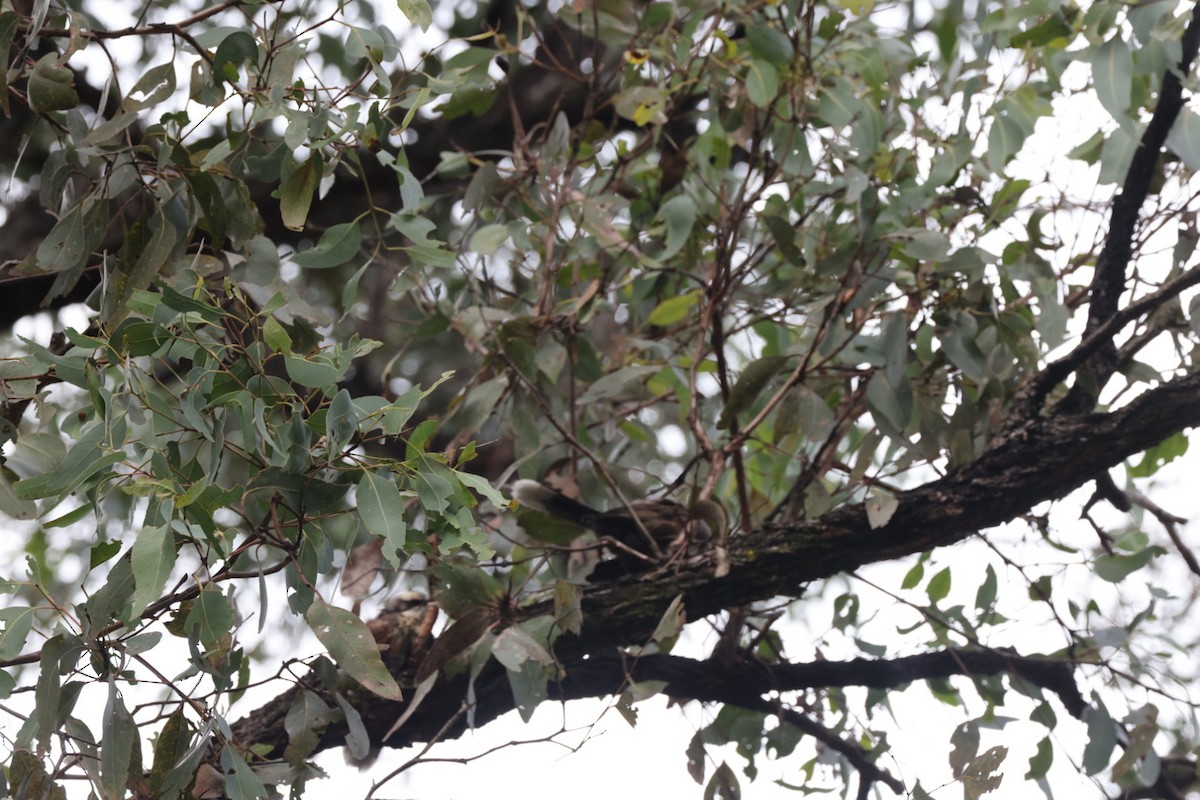 Gray-crowned Babbler - ML619927365