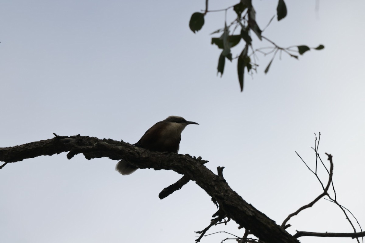 Gray-crowned Babbler - ML619927366
