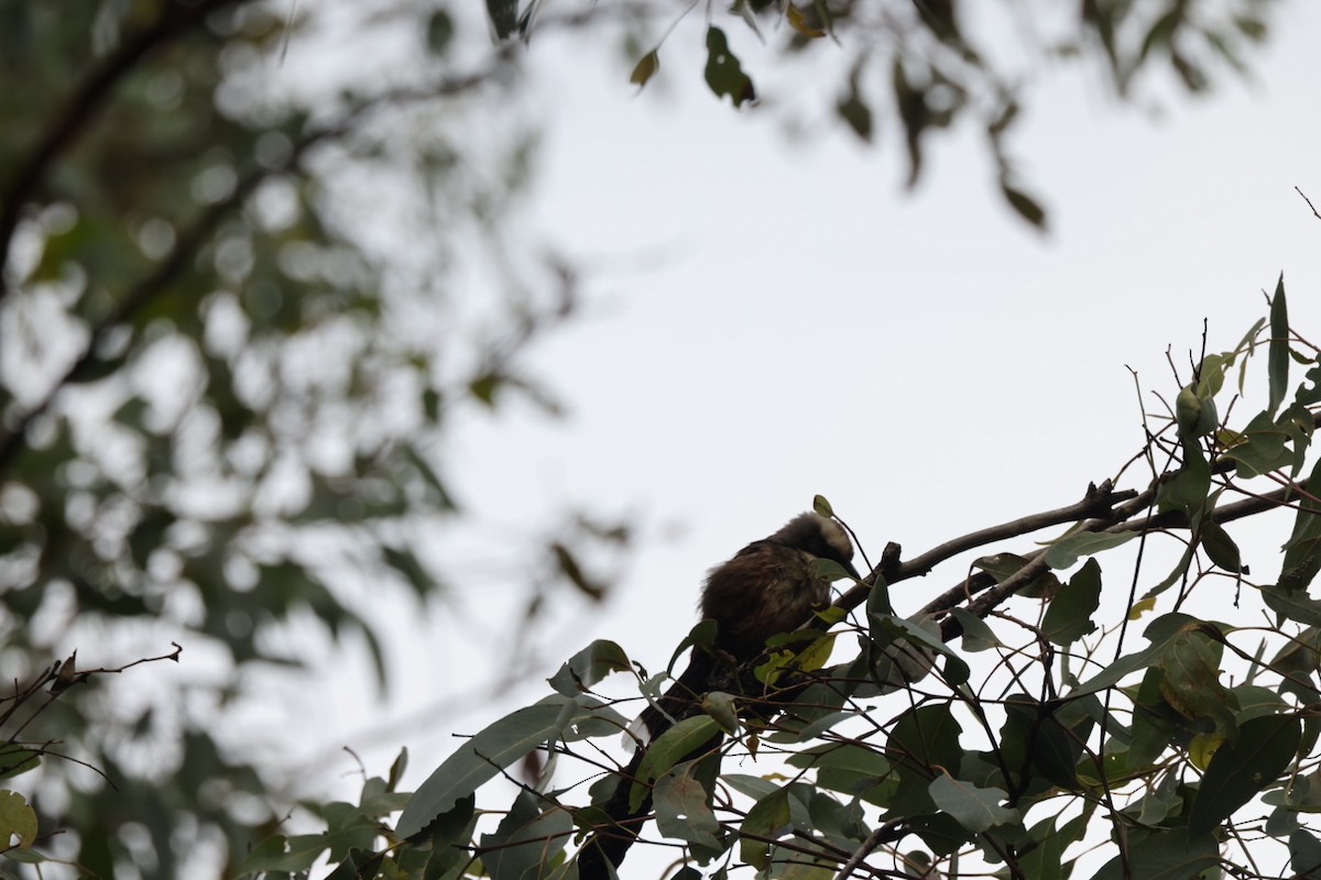 Gray-crowned Babbler - ML619927367