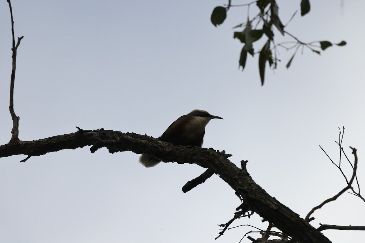 Gray-crowned Babbler - ML619927368