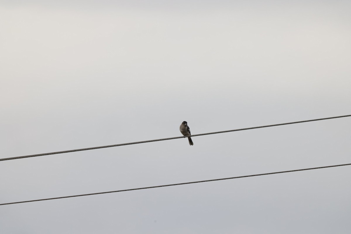 Gray Butcherbird - ML619927398