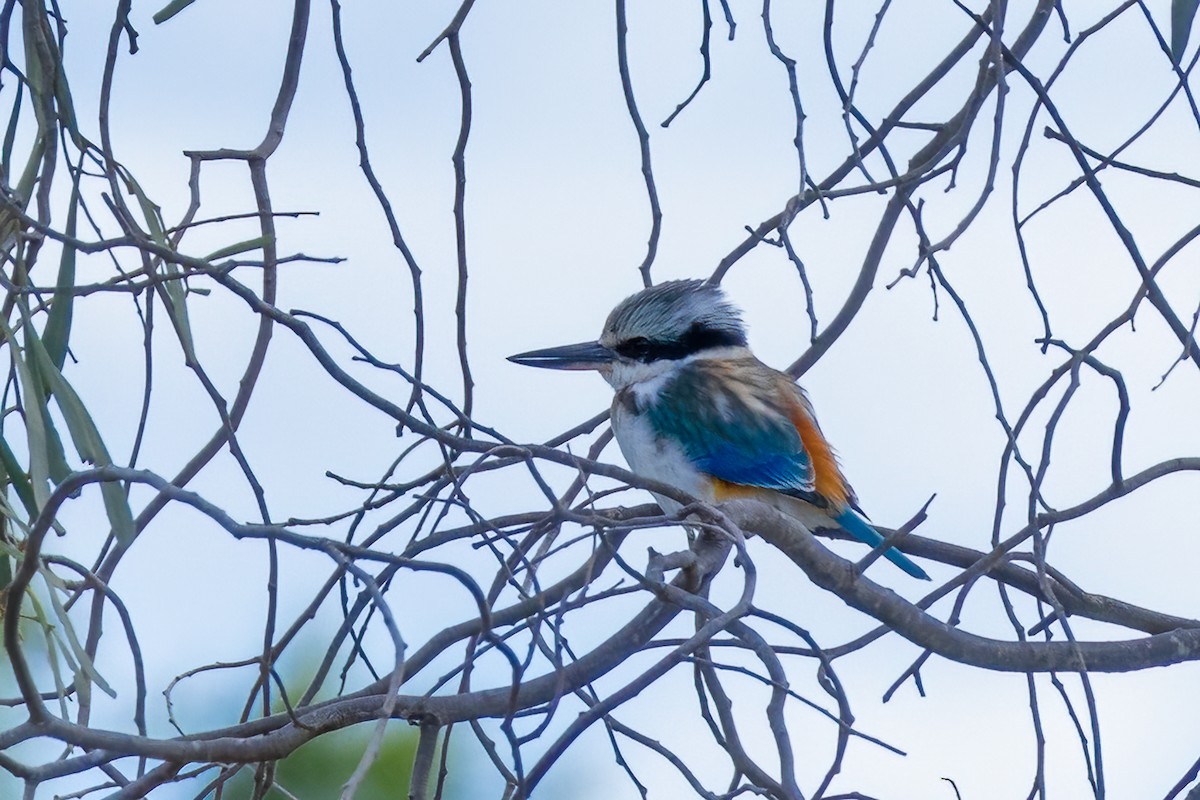 Red-backed Kingfisher - ML619927457