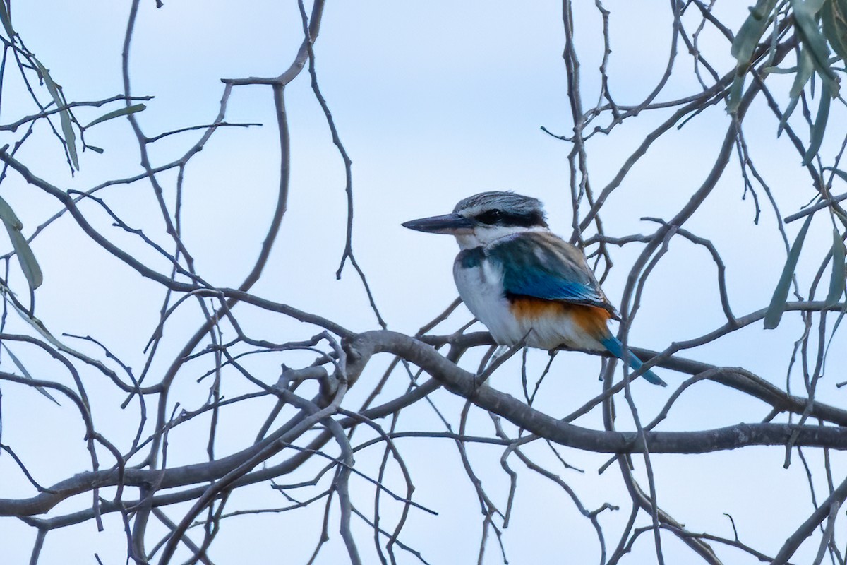 Red-backed Kingfisher - ML619927458