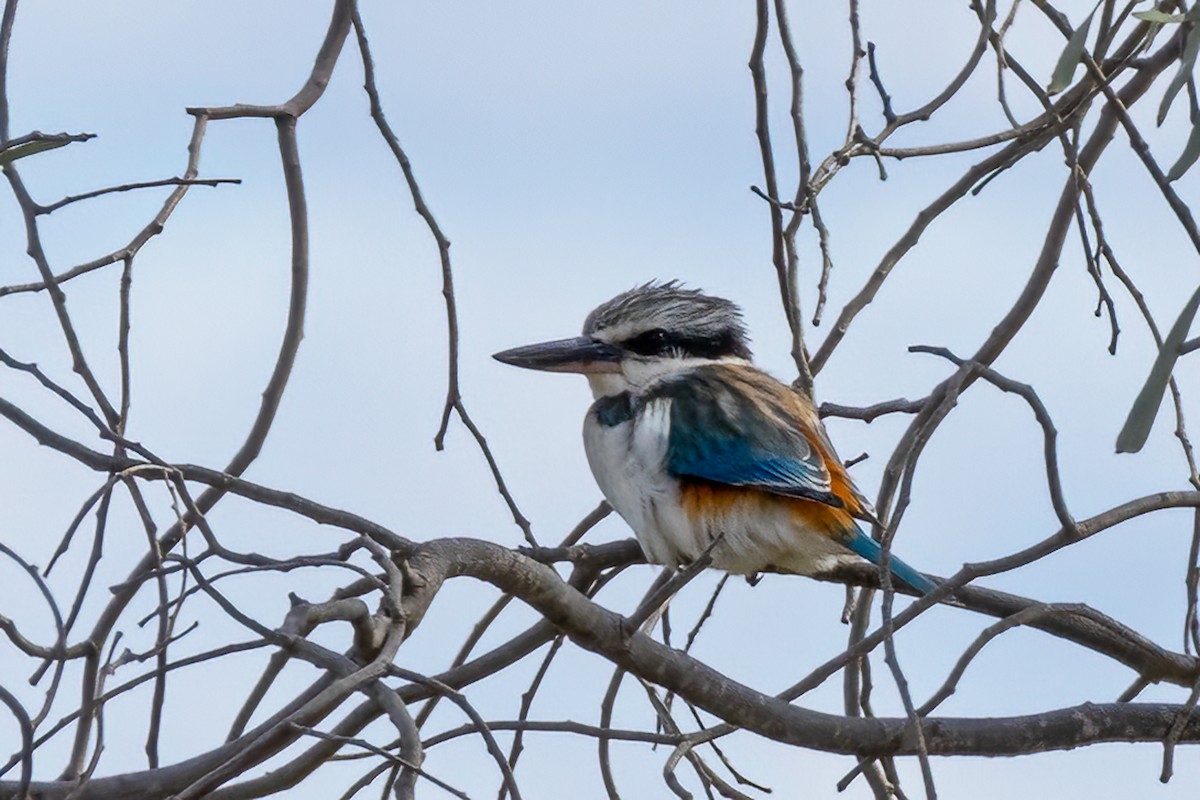 Red-backed Kingfisher - ML619927459